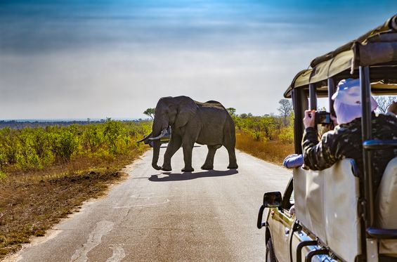 Observe the wildlife