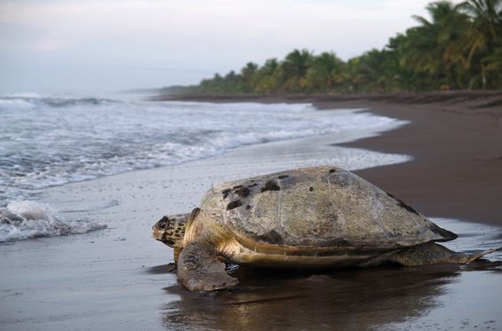 Observe sea turtles on nesting beaches