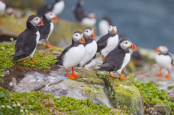Observing Puffin colonies