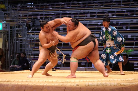 Attend a Sumo tournament
