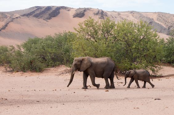 Looking for desert elephants