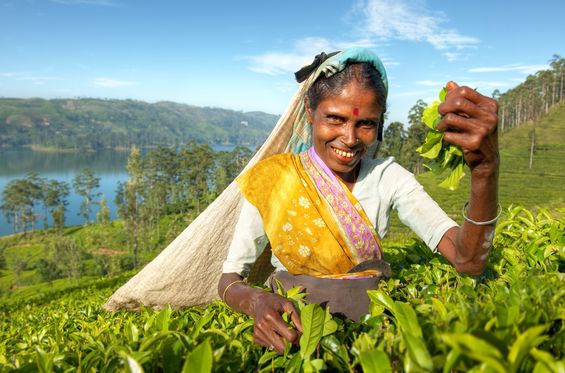 Taste Ceylon tea