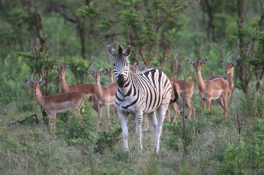 Hluhluwe-Umfolozi Reserve