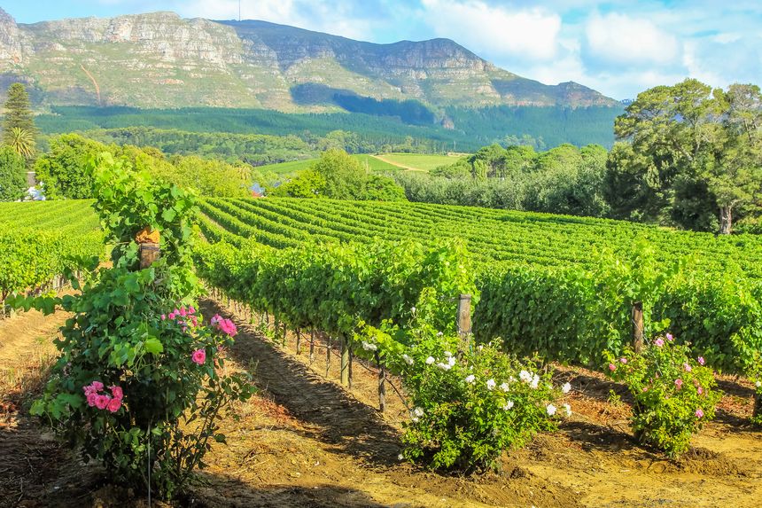 The Cape wine route