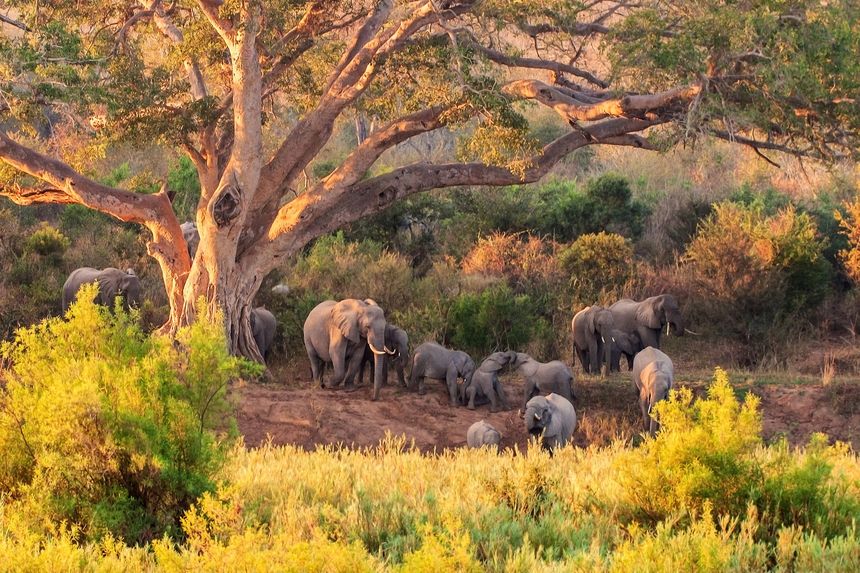 Kruger National Park