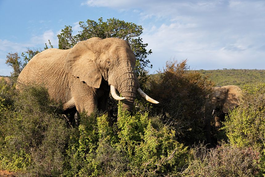 Addo Elephant National Park