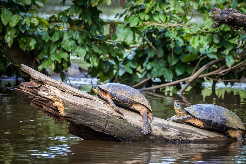 The village of Tortuguero