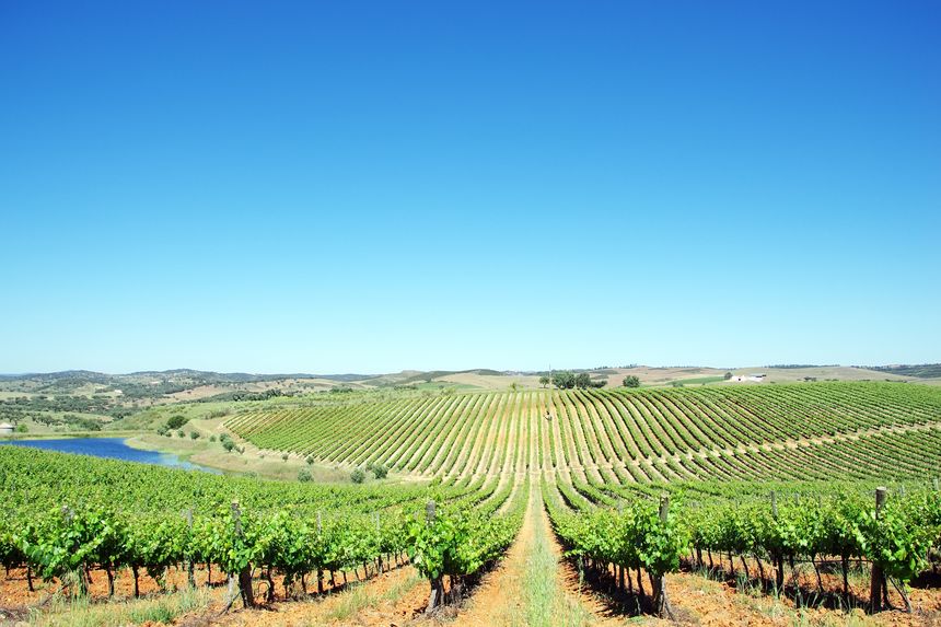 The wine road of Alentejo