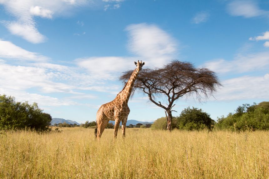 Ruaha National Park