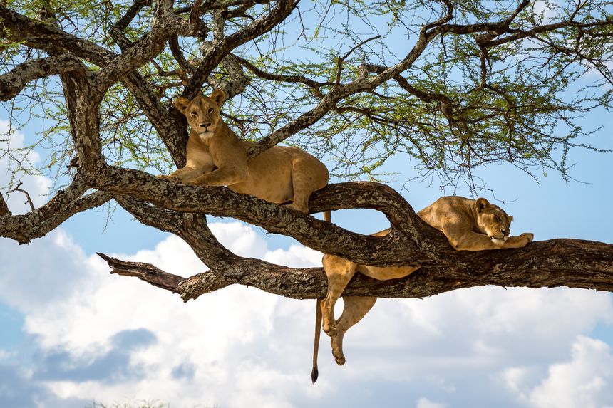 Manyara National Park