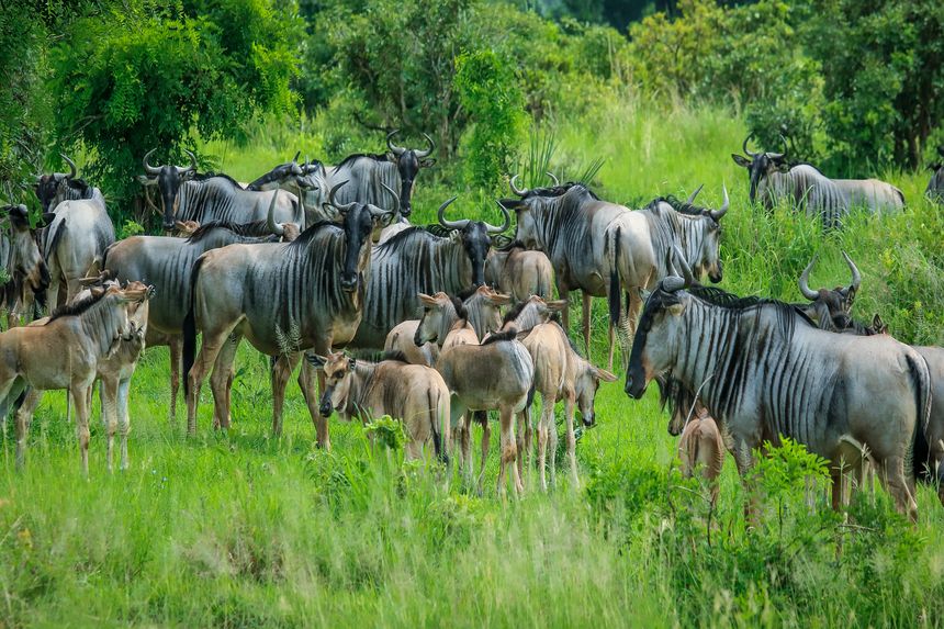 Mikumi National Park