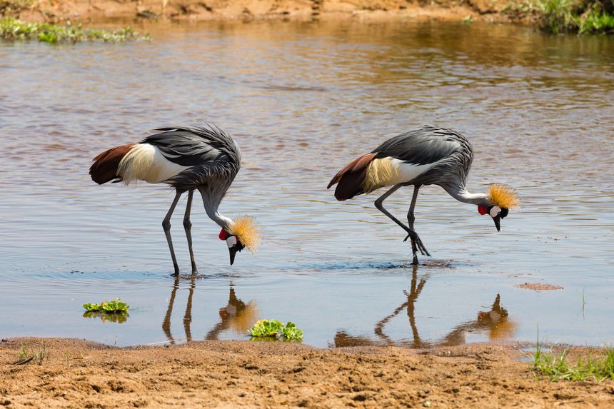 Ruaha National Park