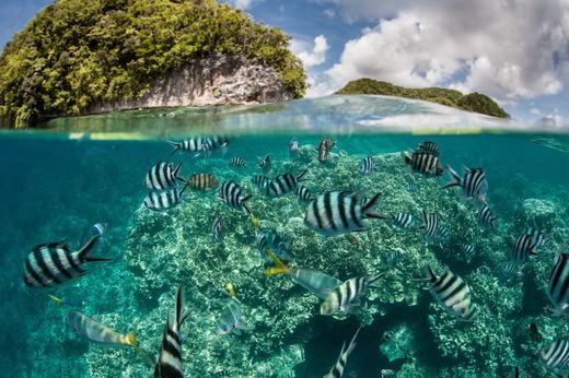 vacation plongee Palau
