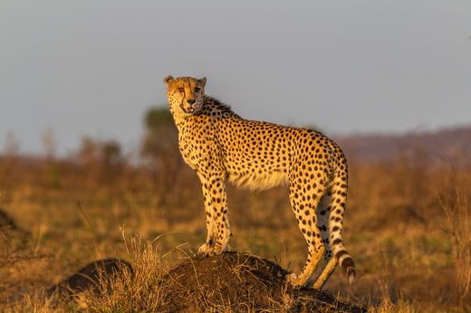 safari South Africa