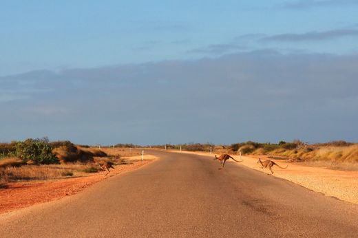 safari Australia