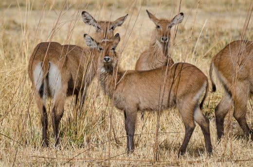 safari Benin