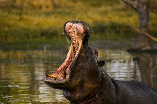 vacation safari Botswana