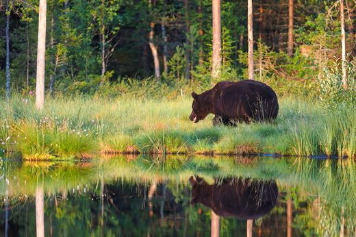 vacation safari Finland