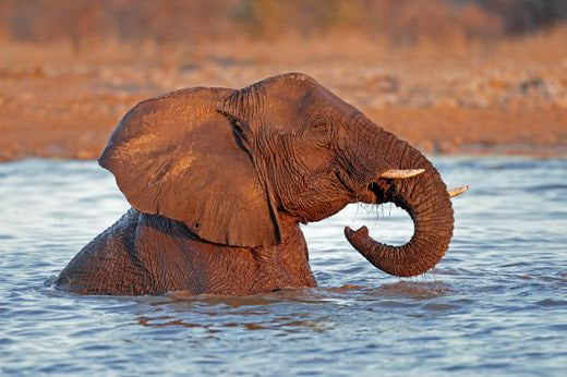 vacation safari Namibia