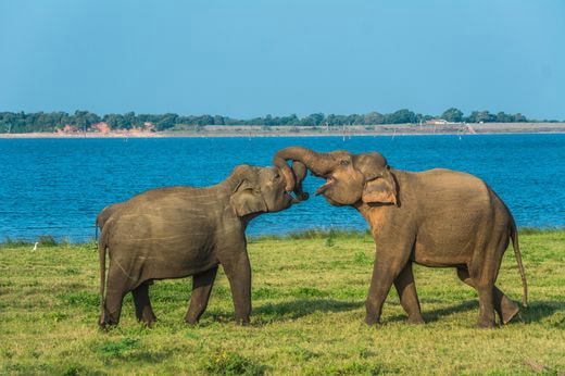 vacation safari Sri Lanka
