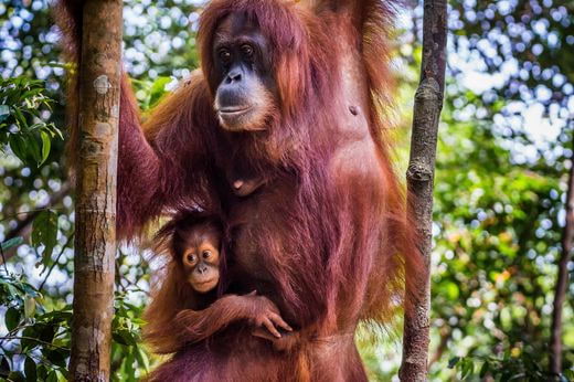 safari Indonesia