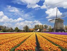 The Netherlands