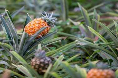Plantations d'ananas