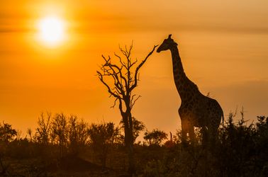 Girafe dans le parc national Kruger