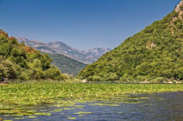 Le lac de Skadar