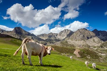Des vaches dans les montagnes