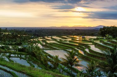 Les rizières de Jatiluwih