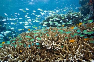 L'île de Menjangan, un paradis pour les plongeurs