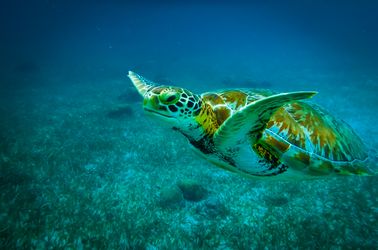 Tortues à Caye Caulker 