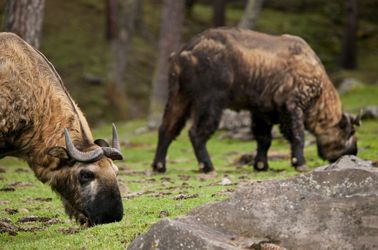 Le takin, animal emblématique du pays