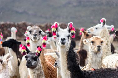 Lamas d'Altiplano