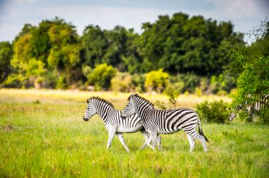 La réserve naturelle du Moremi