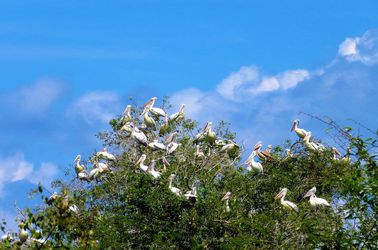 Prek Toal, réserve ornithologique 