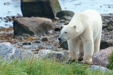 La région de Manitoba avec ses ours blancs