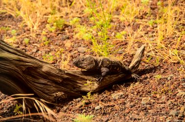 Le lézard géant de El Hierro
