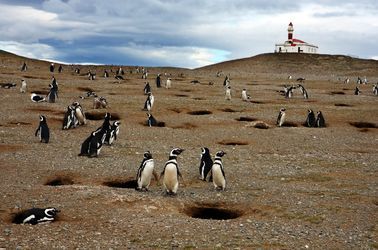 Manchots de Magellan