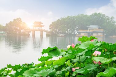 Des lotus sur le Lac de l'Ouest à Hangzhou