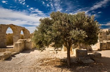 Oliviers à Kourion 