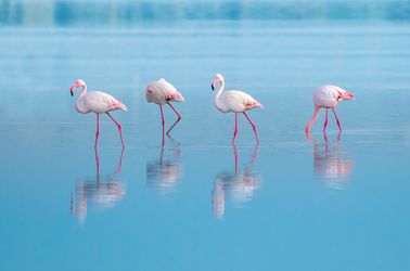 Les lagons de Lacarna et ses flamants roses