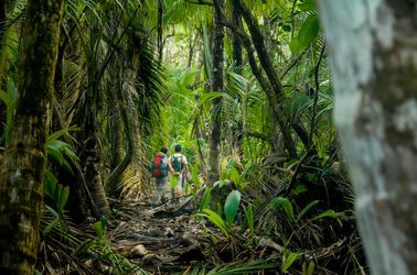 Une randonnée au cœur de la jungle du Parc National de Corcovado 