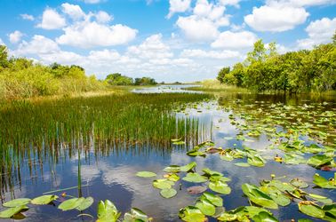Le parc national des Everglades