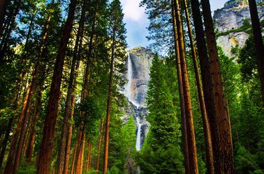 Séquoias géants du Yosemite 