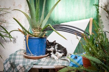 La Crète… l'île aux chats !