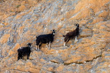 Chèvres sauvages : Kri-Kri