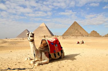 Chameaux face aux pyramides