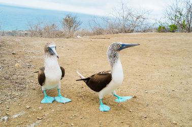 Le fou à pieds bleus
